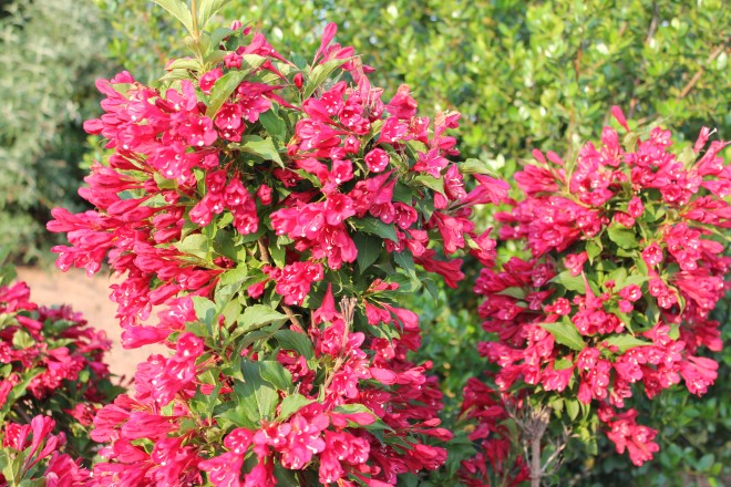 Wegelia "Bristol Ruby"