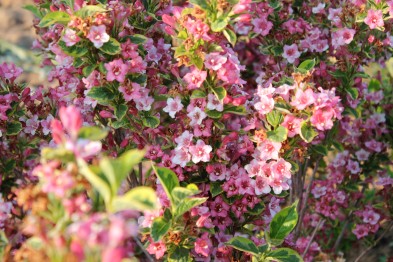 Wegelia Florida Variegata