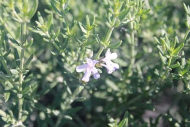 Westringia Fructicosa blanc