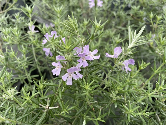 Westringia Fructicosa&nbsp;&nbsp;bleu