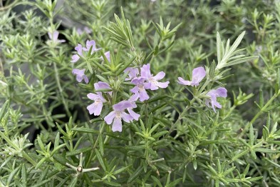 Westringia Fructicosa&nbsp;&nbsp;bleu