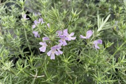 Westringia Fructicosa  bleu retaillé
