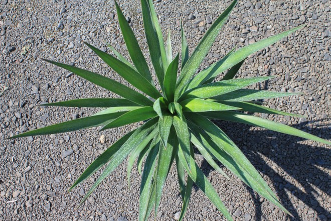 Yucca Aloifolia