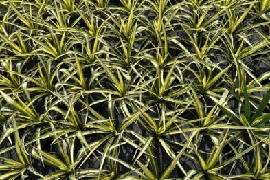 Yucca