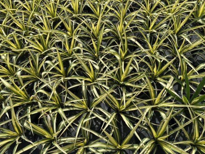 Yucca