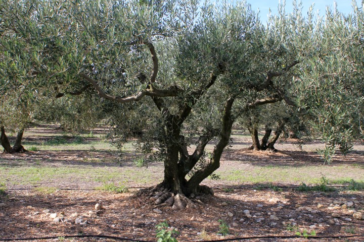 Olivier arbre