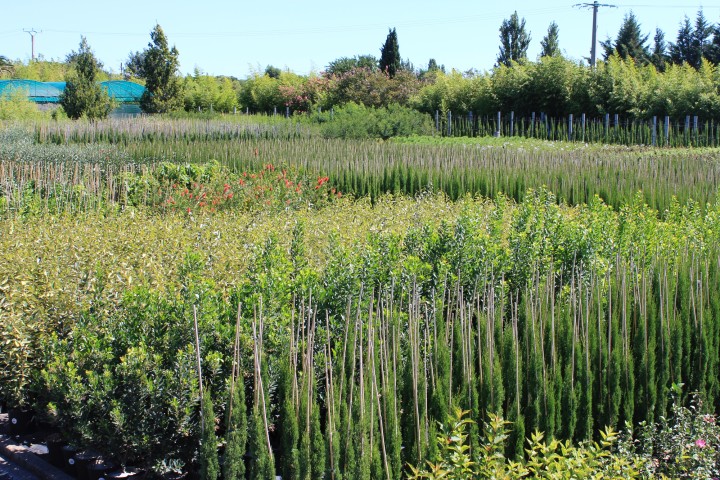 Pépinières Frances