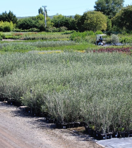 Pépinières Frances oliviers