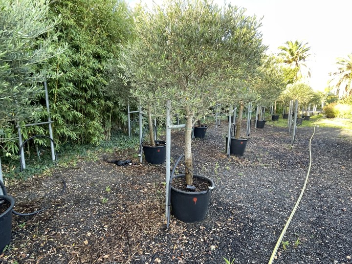 Plants d’olivier