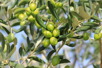 Plant d’olivier “l’Olivière”