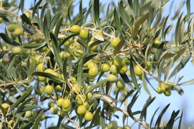 Plant d'olivier "La Clermontaise"