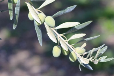 Plant d’olivier “l’Aglandau”