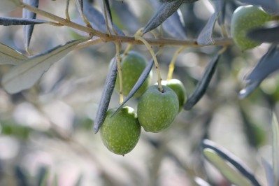 Plant d'olivier "La Bouteillan"