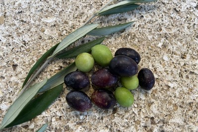 Plant d'olivier "Le cailletier de Nice"