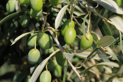 Plant d'olivier "La Picholine"