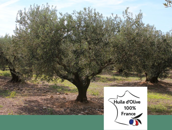 Arbre olivier