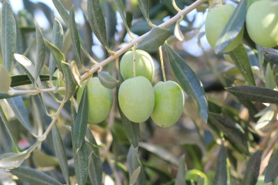 Plant d'olivier "L'ascollana"