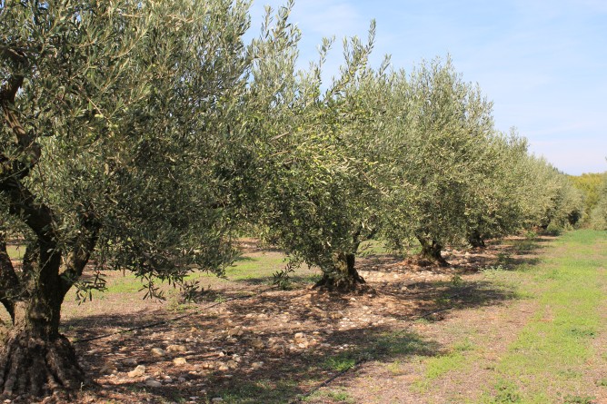 Arbre olivier