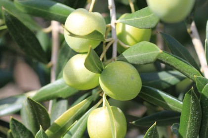 Plants d’oliviers