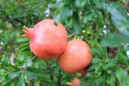 Plants de grenadiers à fruits